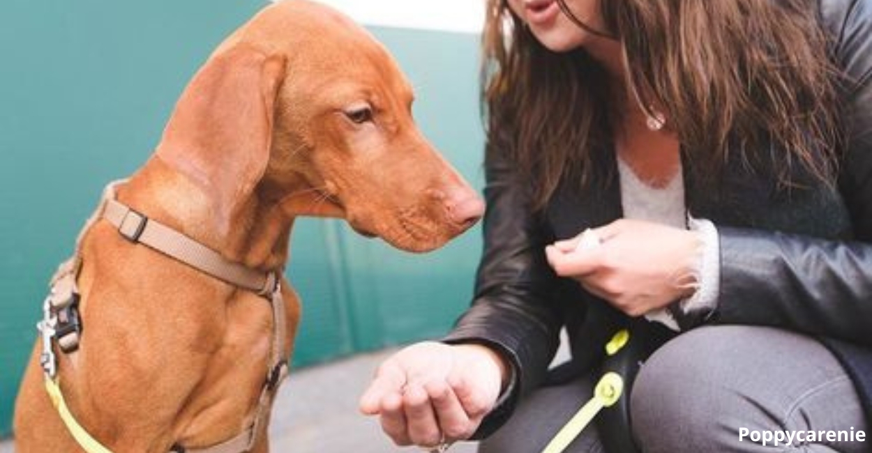 5 Reasons Why You Should Invest Time and Money in Pet Rescue