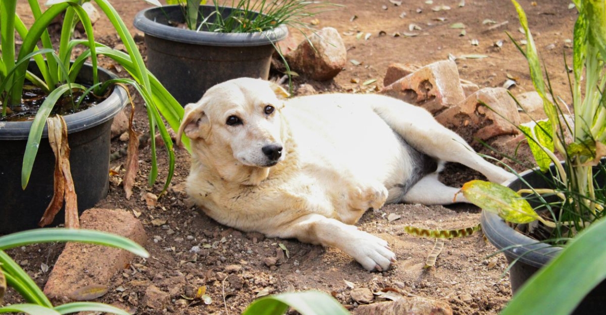 The Ultimate Guide to Volunteering at Animal Shelters: Tips and Benefits