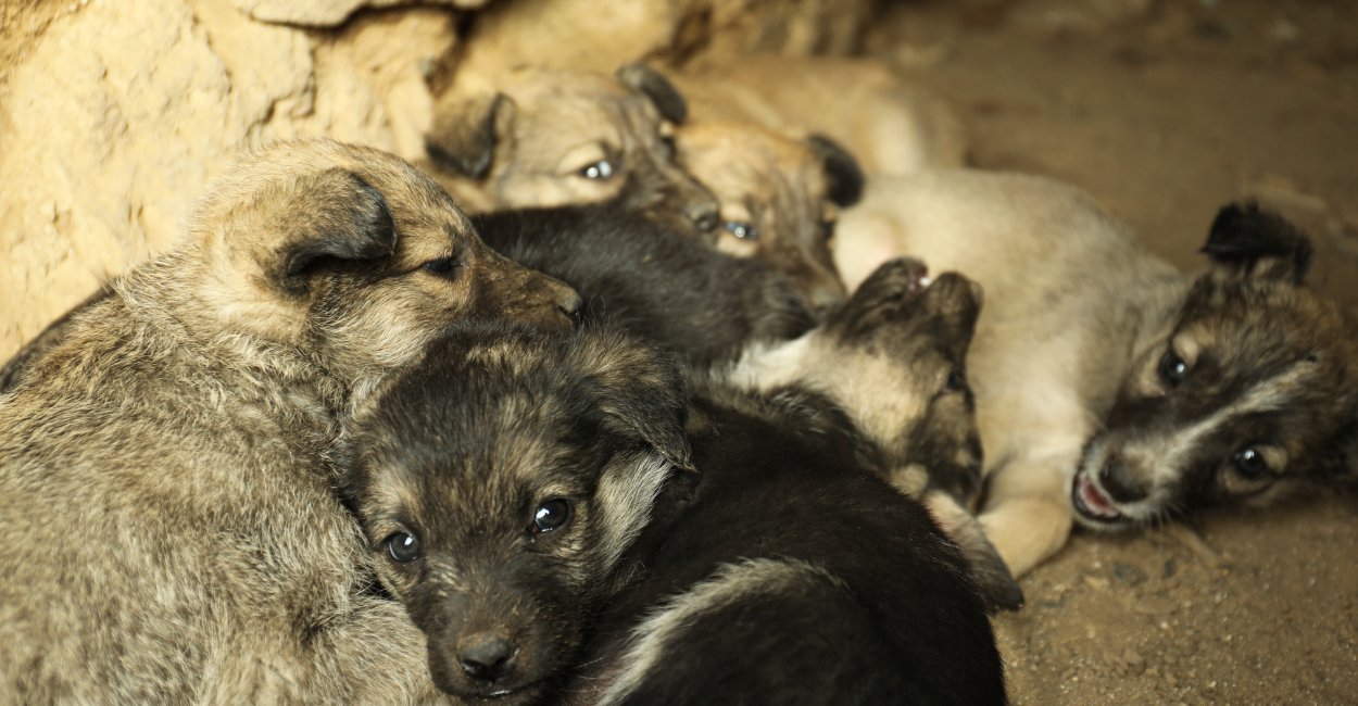 stray animals