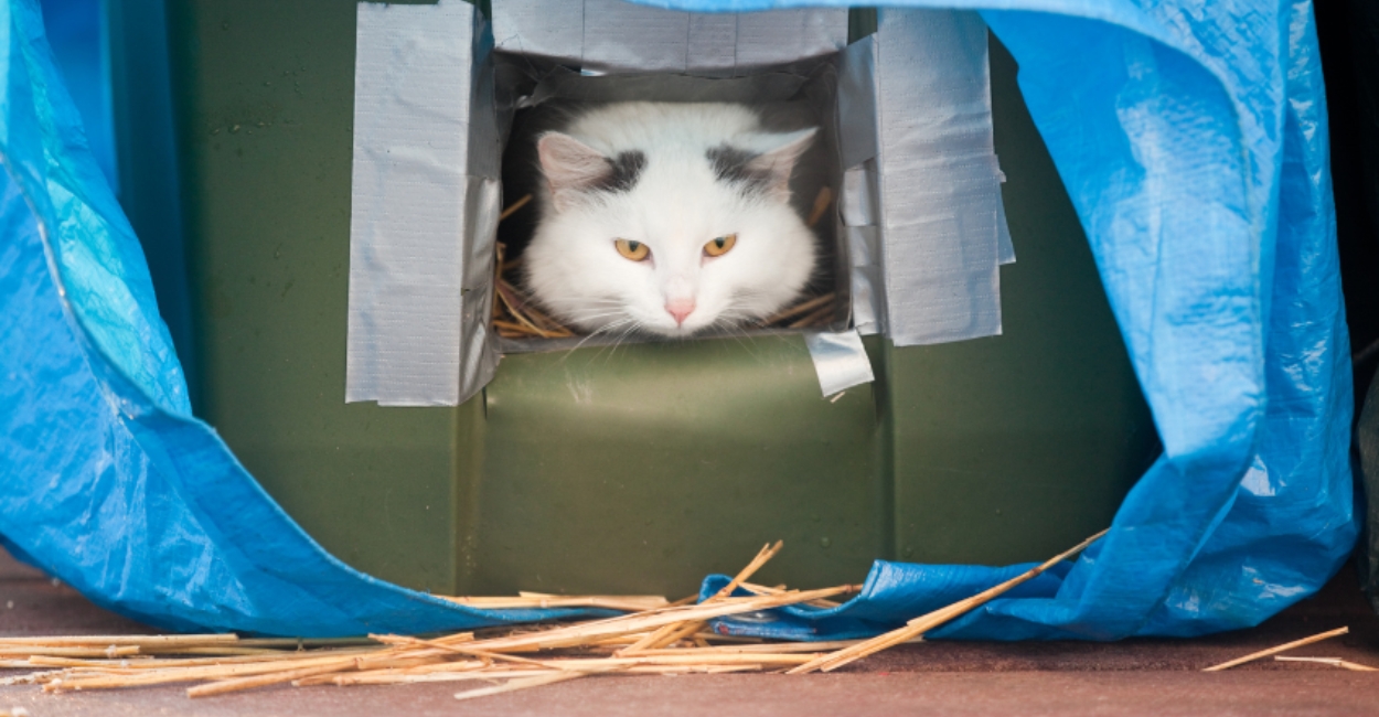 DIY Shelter for Stray Cats and Dogs: Easy, Low-Cost, and Life-Saving