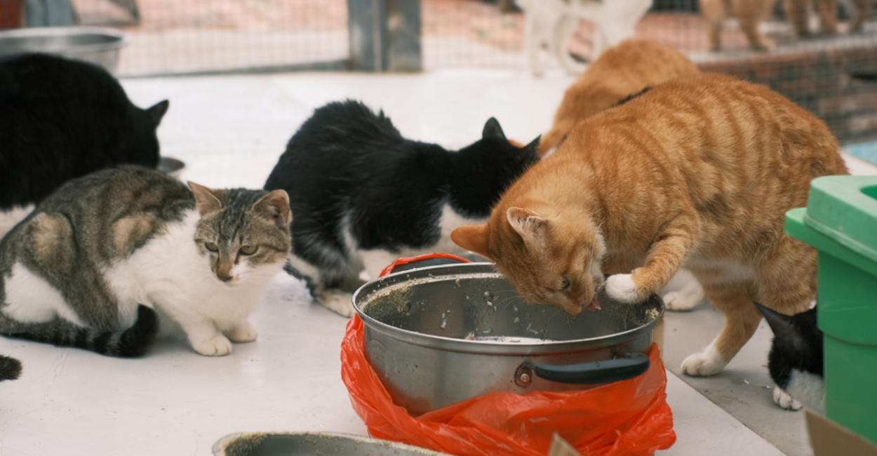 stray pets