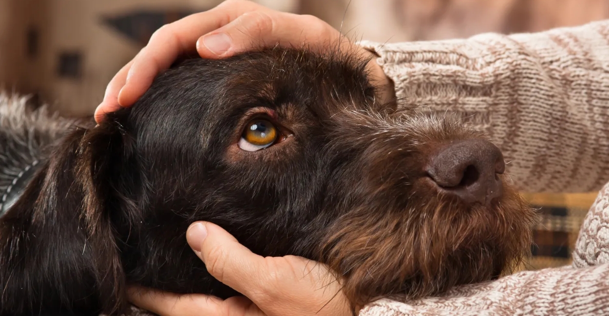 Forever Isn’t Just a Word: Understanding the Real Responsibility of Pet Ownership