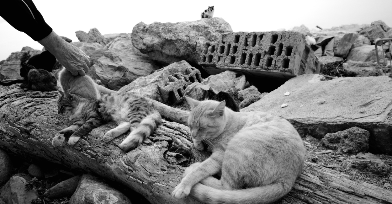 Stray animals