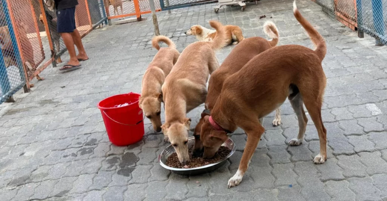 stray animals