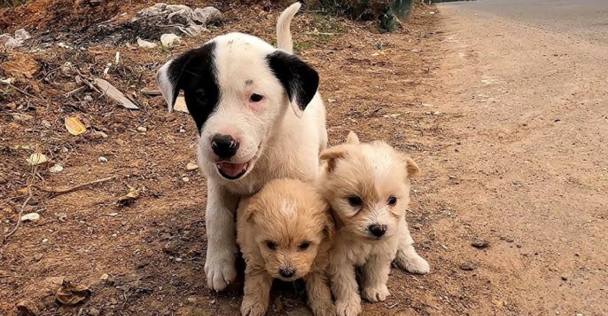 From the Streets to Safety: A Heartwarming Animal Rescue Story