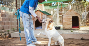 7 Animal Care to Adoption Support: Volunteering at an Animal Shelter - Make a Difference Today
