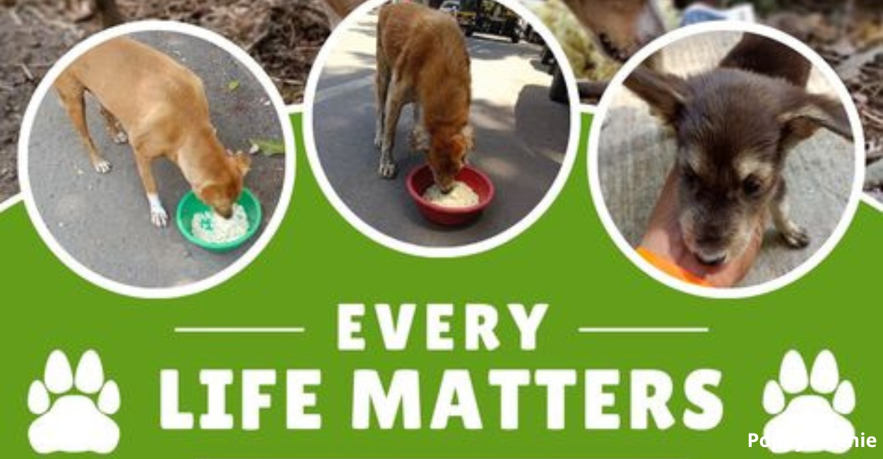 Heartwarming Stories of Donations Saving Pets' Lives