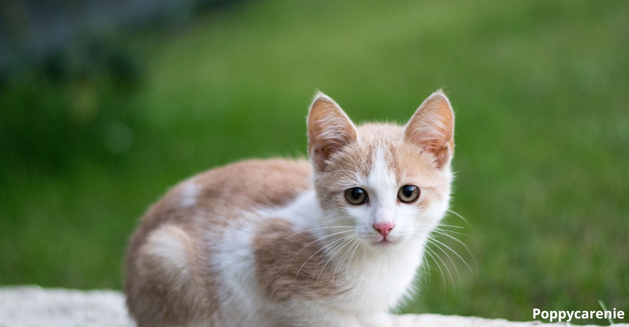 How Donating Can Save Pets: The Amazing Benefits