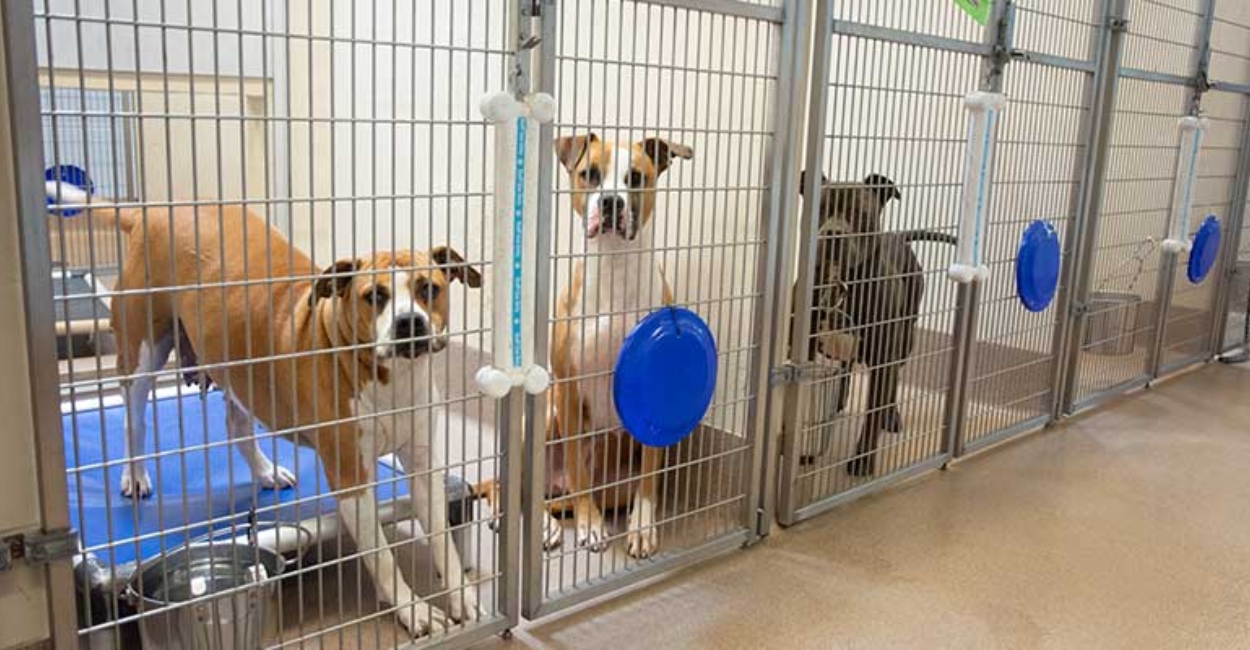 Fostering Pets
