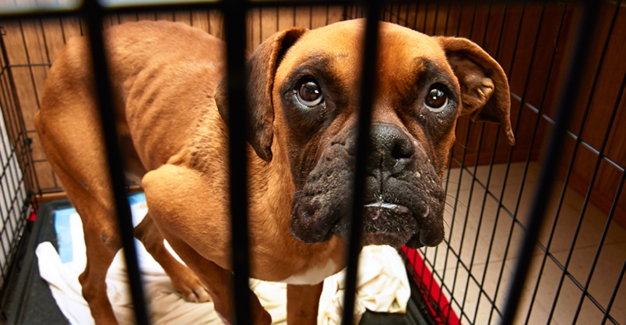 Humane Society