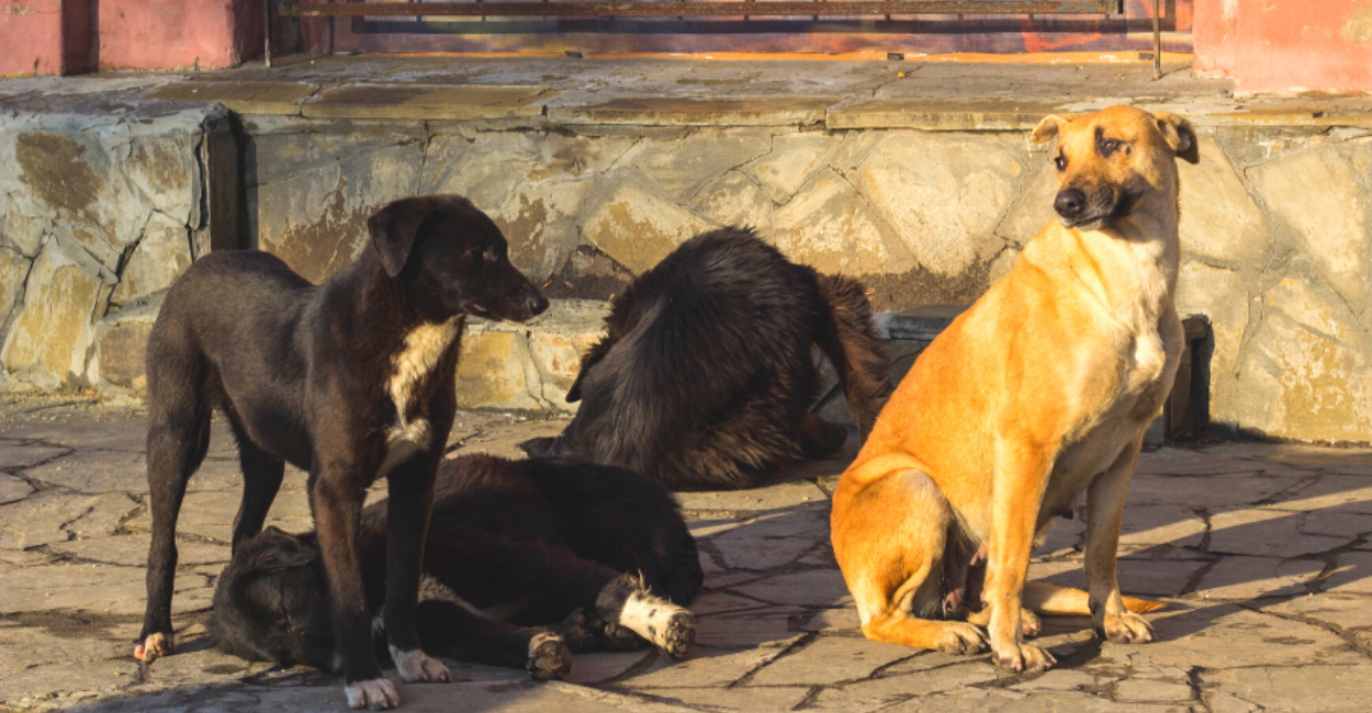 stray animals

