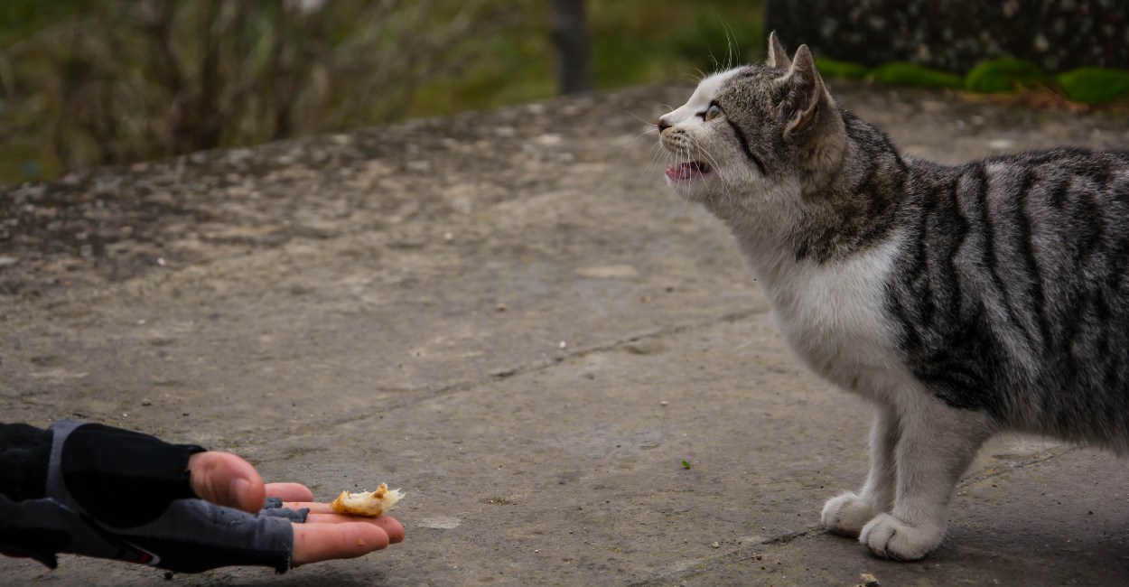 stray animals
