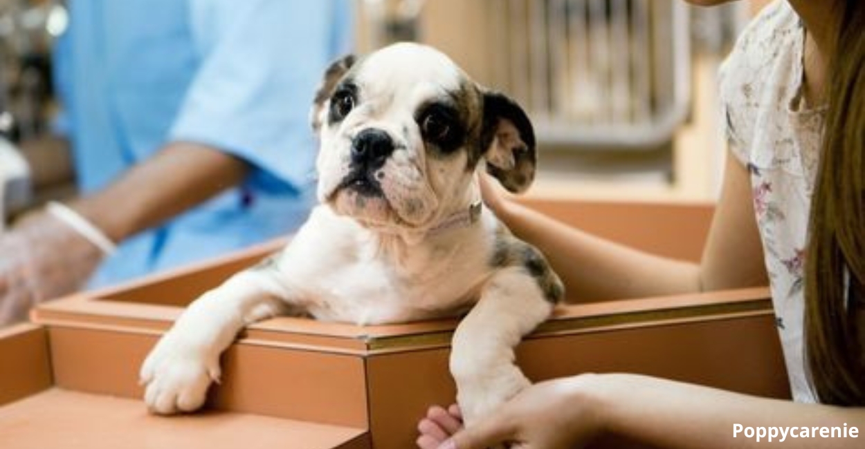 How to Donate to Local Pet Rescue Organizations