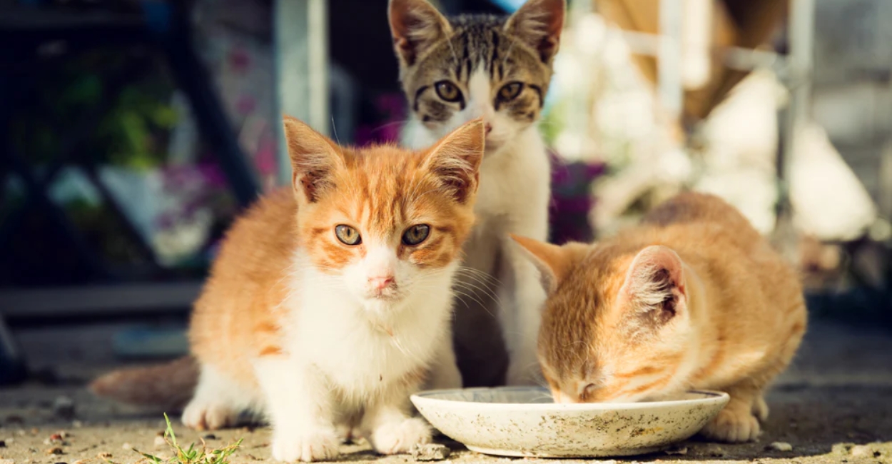 How to Feed Stray Animals Safely: Do’s and Don’ts for Every Animal Lover