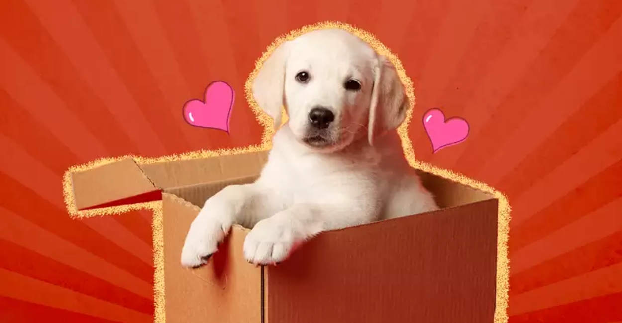 Foster Pet for Your Home