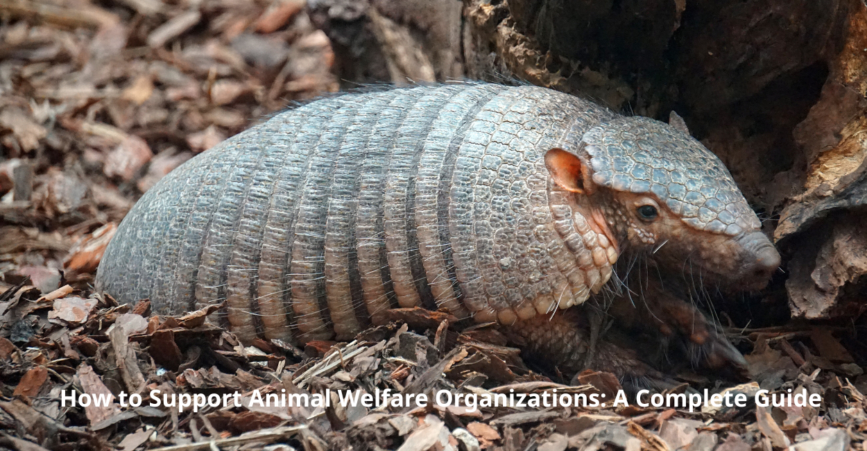 How to Support Animal Welfare Organizations: A Complete Guide