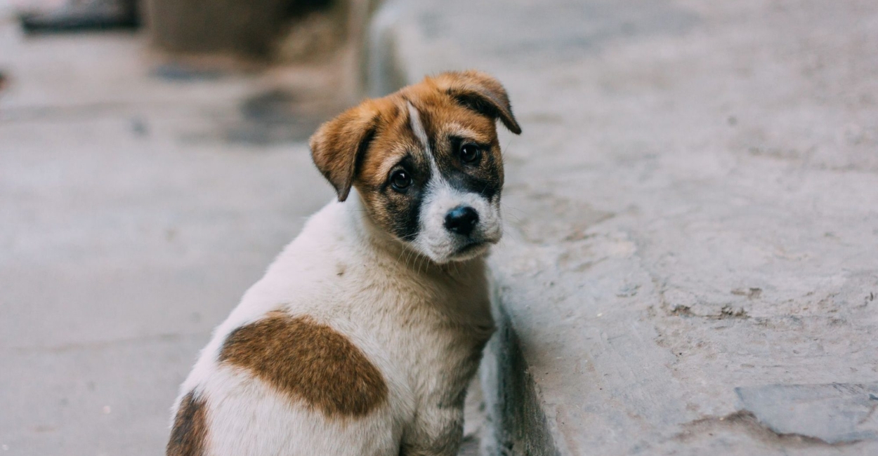 Lost vs. Stray Animals: How to Identify and Help Safely