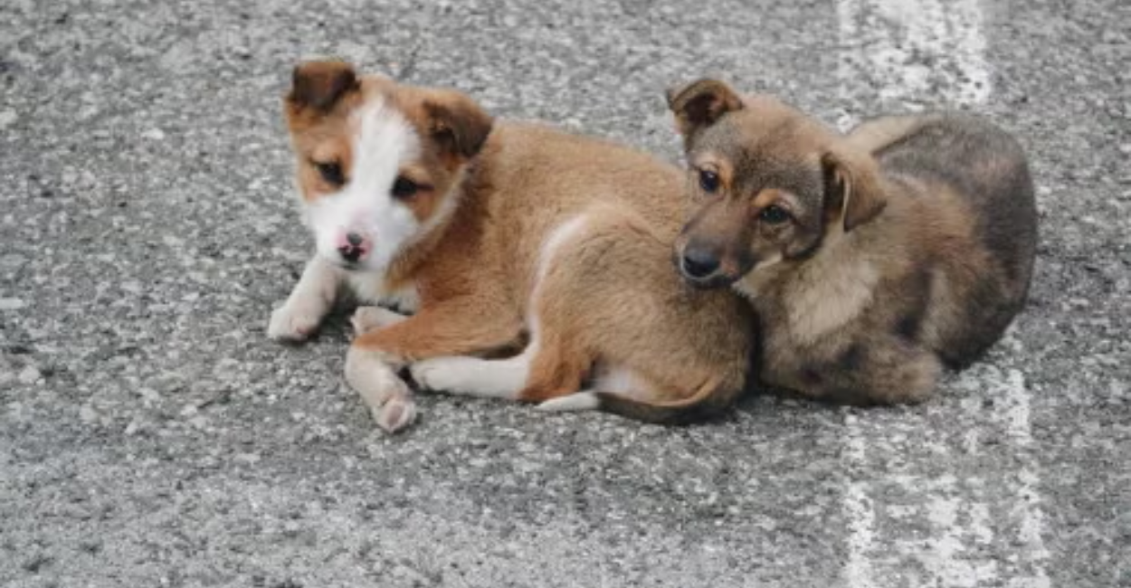 Humane-Society