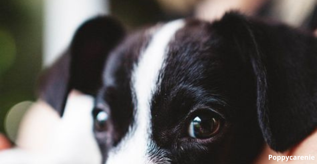 Pets Need You: Why Donating Is So Important