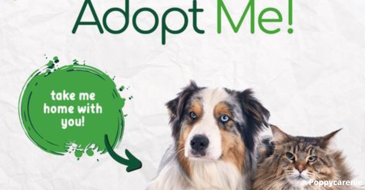 Sharing Love: A Guide to Donating for Pet Rescue