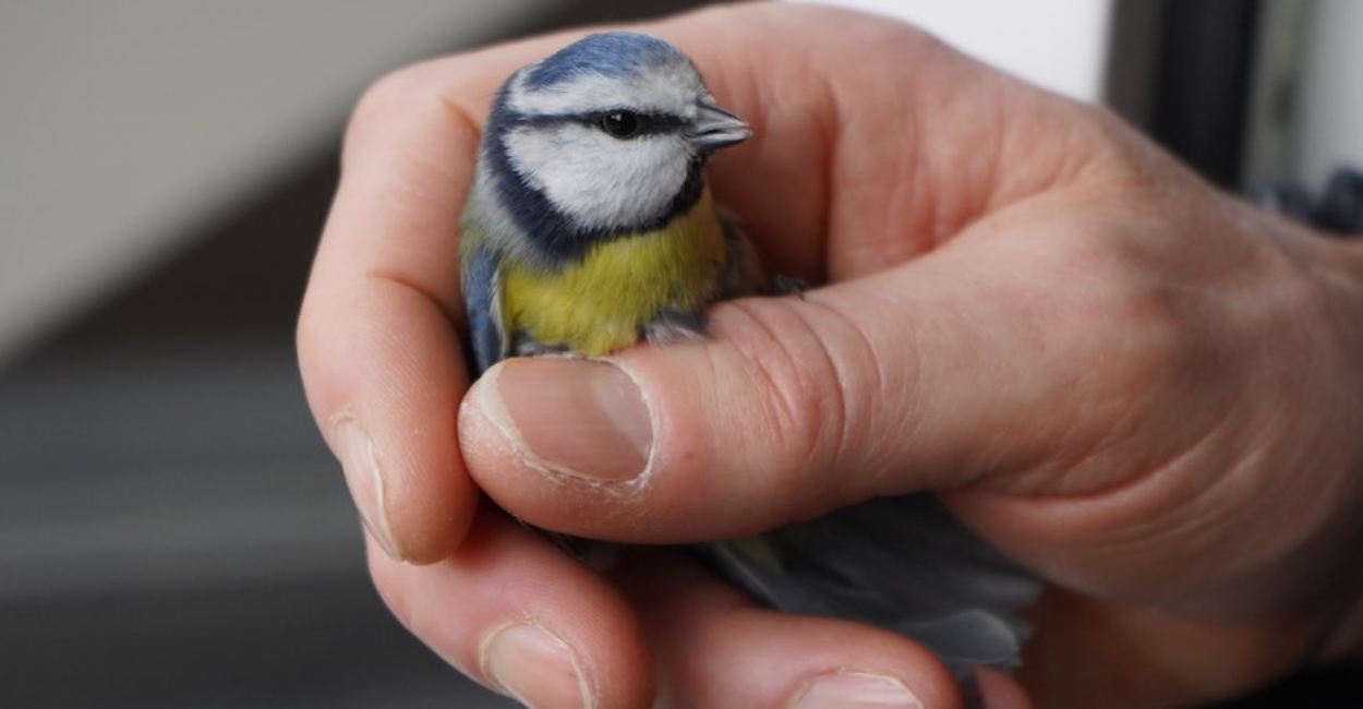 Steps Involved in Rehabilitating Rescued Wild Animals A Comprehensive Guide