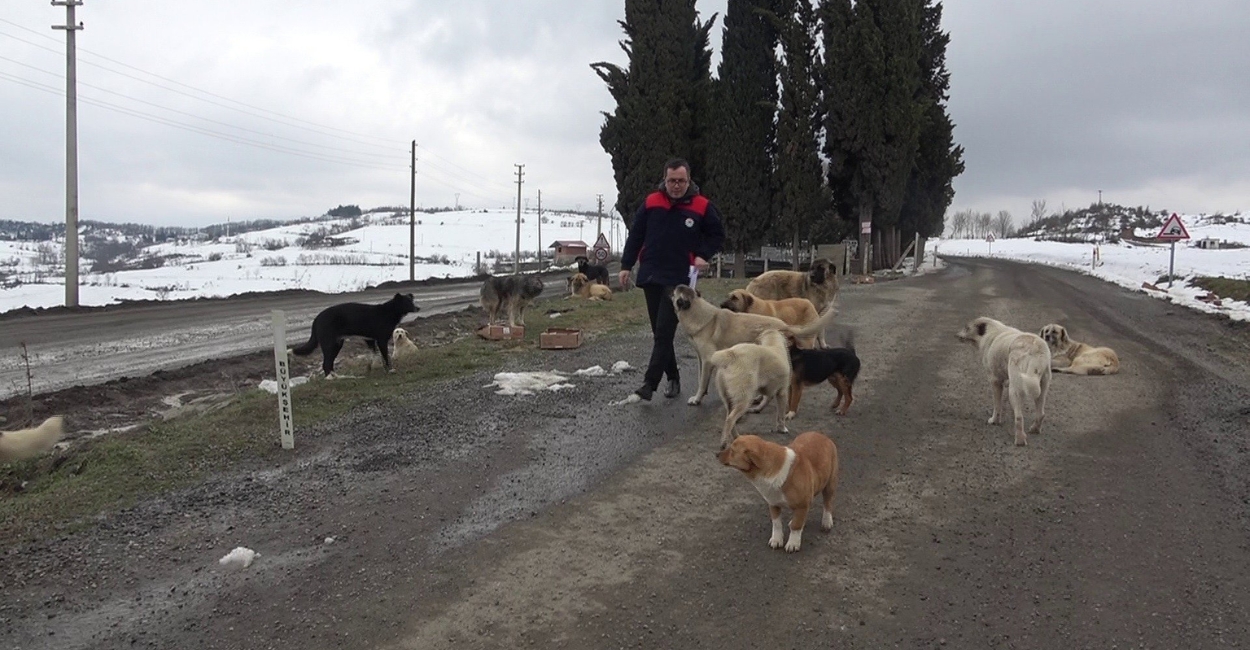 Stray Animal Rescue: Who to Call and What to Do
