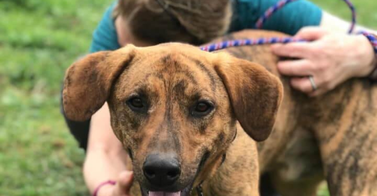 Fostering Saying Goodbye