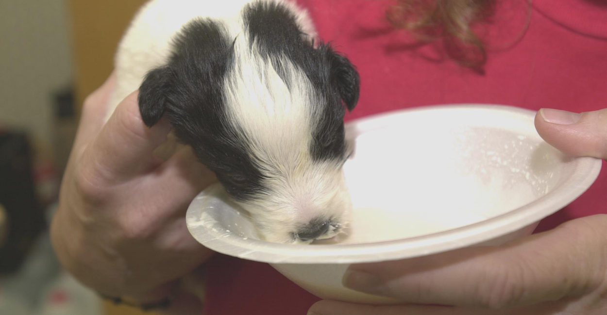 The Growth of Humane Society in the 21st Century: Advancing Animal Welfare Globally