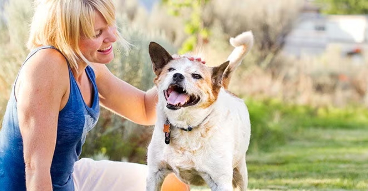 Why Volunteering at an Animal Shelter is So Important