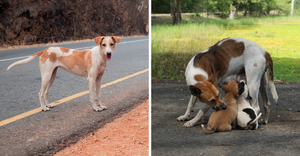 Stray Animals: The Hidden Heroes of Our Streets and How You Can Help