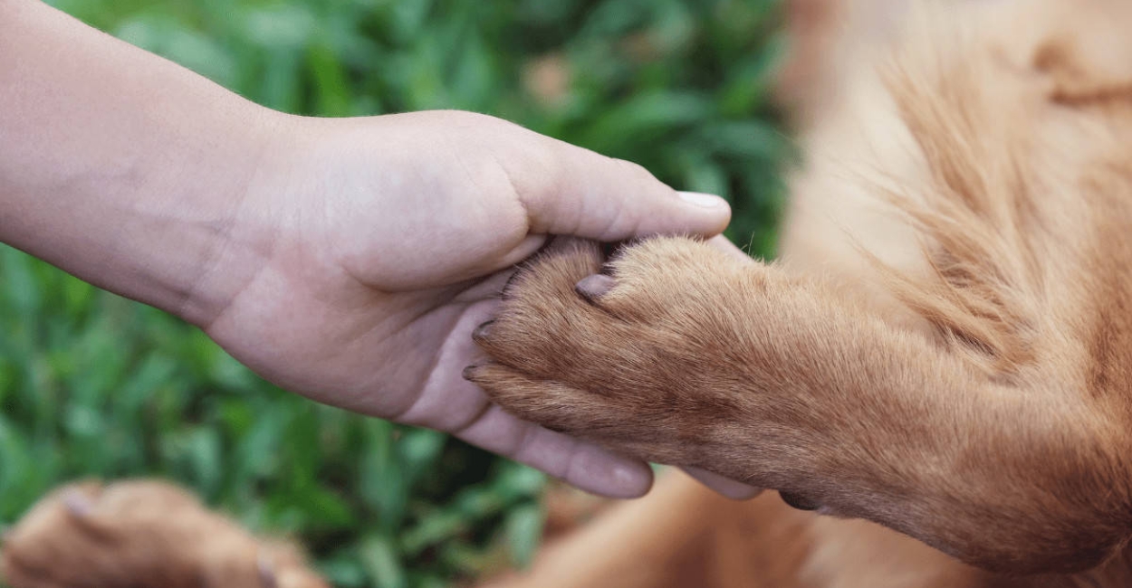Animal Rights