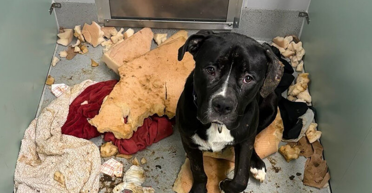 The Journey From Shelter to Forever Home: A Life-Changing Path of Love and Rescue