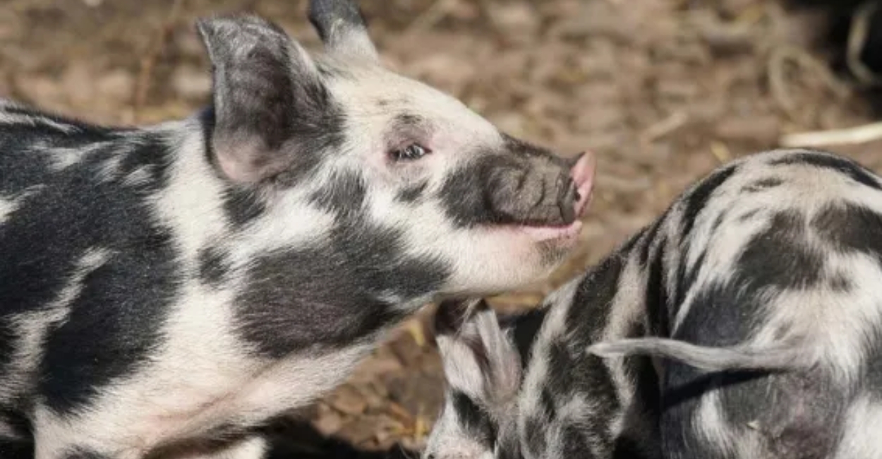 The Link Between Animal Welfare and Environmental Sustainability How They Are Connected
