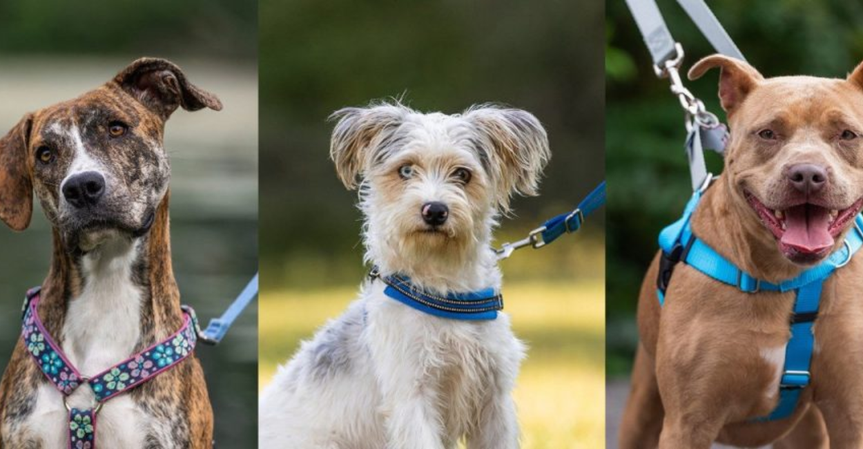 Humane Society