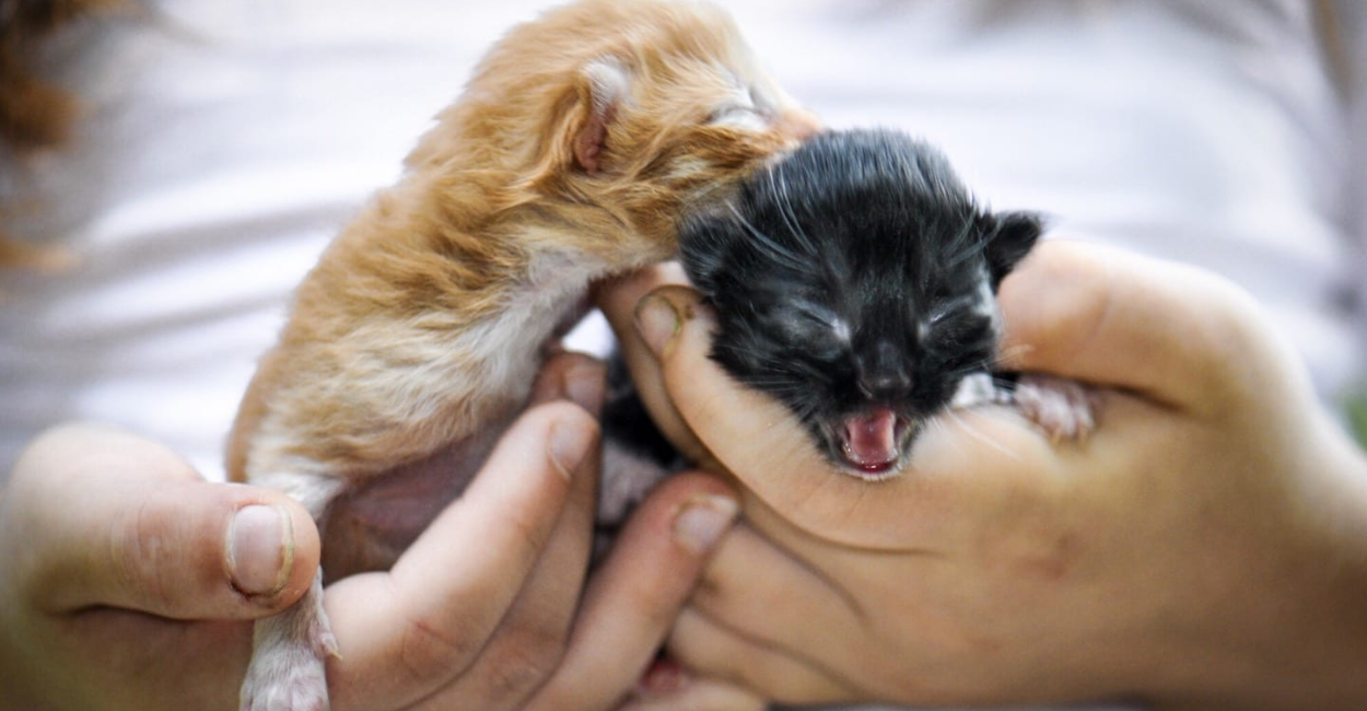 Fostering a Pet
