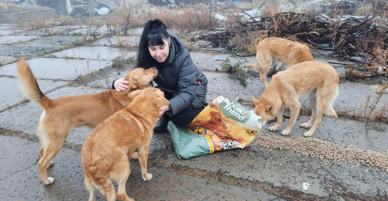 stray animals