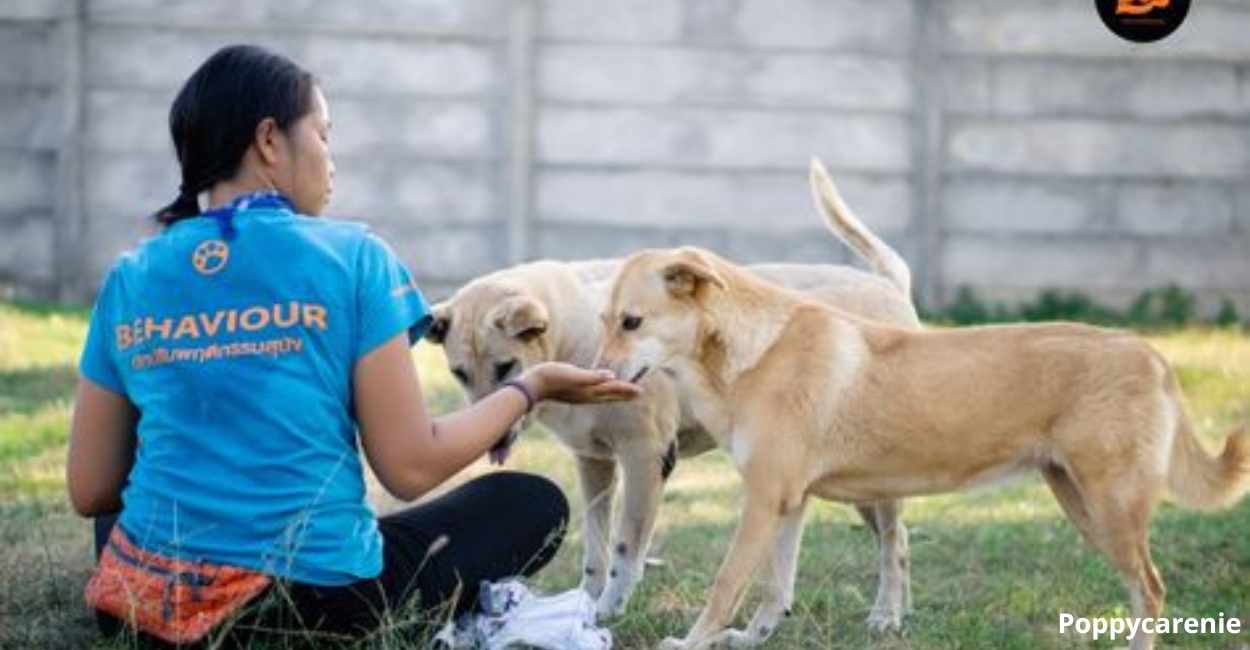 Why You Should Donate to Pet Rescue Organizations