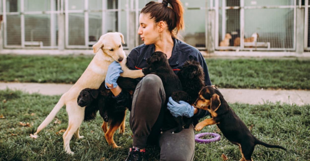7 Powerful Ways Volunteering at Animal Shelters Makes a Big Difference for Animals