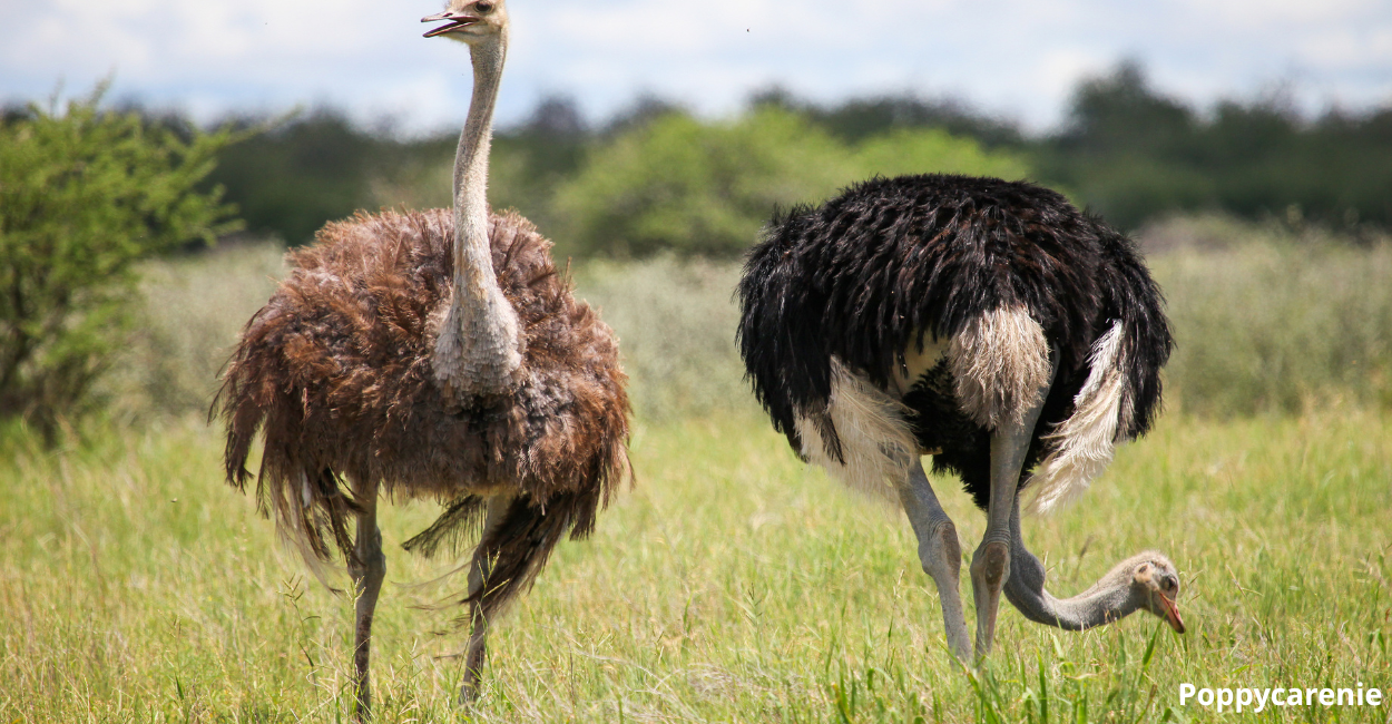 The Role of Education in Promoting Animal Welfare: Raising Awareness for Change
