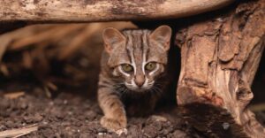 The Ethical Considerations of Rehabilitating Rescued Animals
