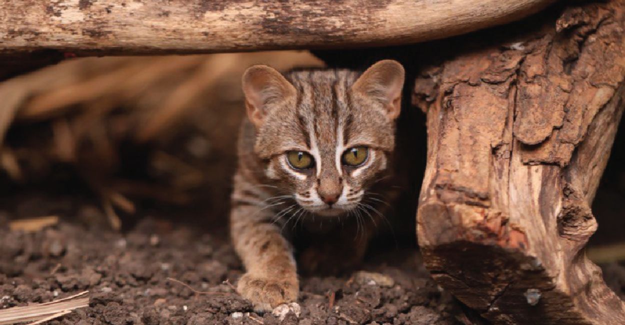 The Ethical Considerations of Rehabilitating Rescued Animals