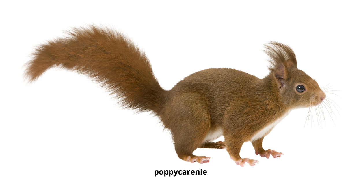 Poppycarenie
