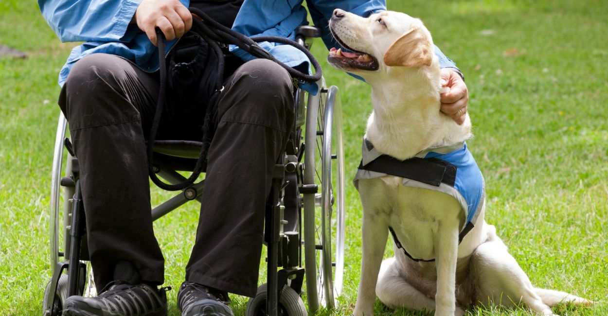 Rehabilitating Rescued Animals: The Complete Guide to Ethical Practices and Effective Recovery