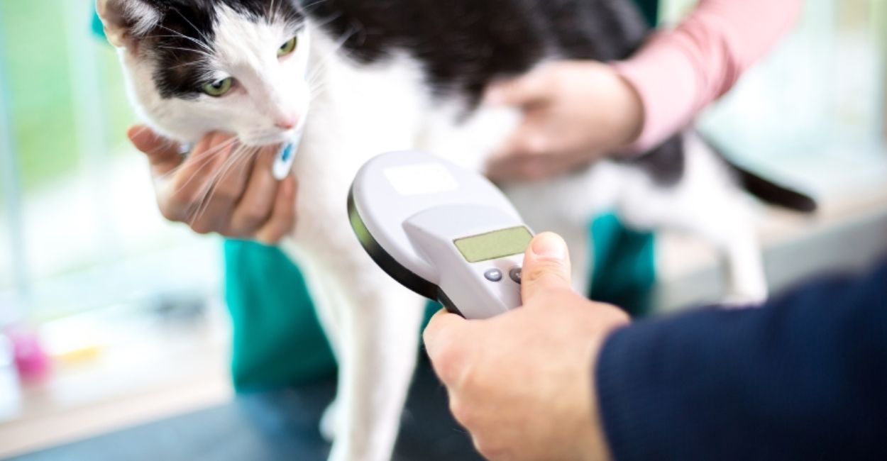 How Technology is Enhancing Animal Rehabilitation Programs