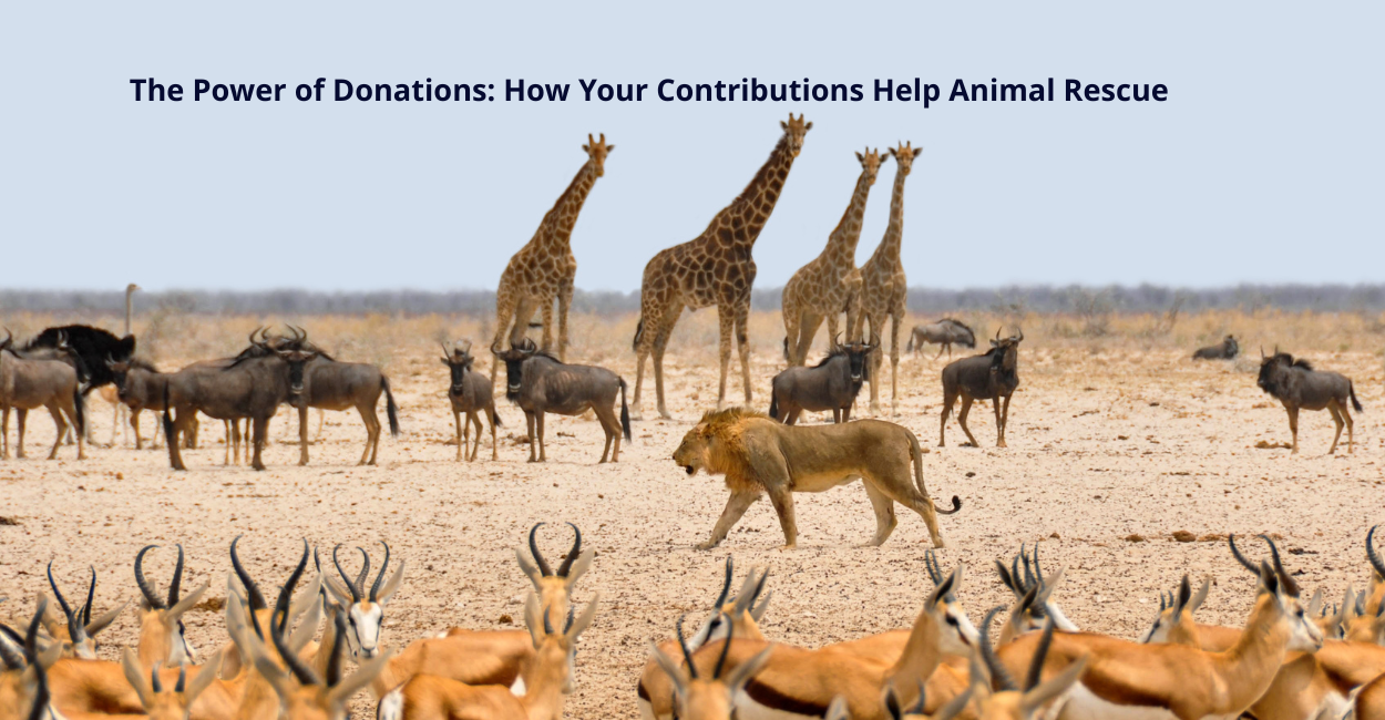 The Power of Donations: How Your Contributions Help Animal Rescue