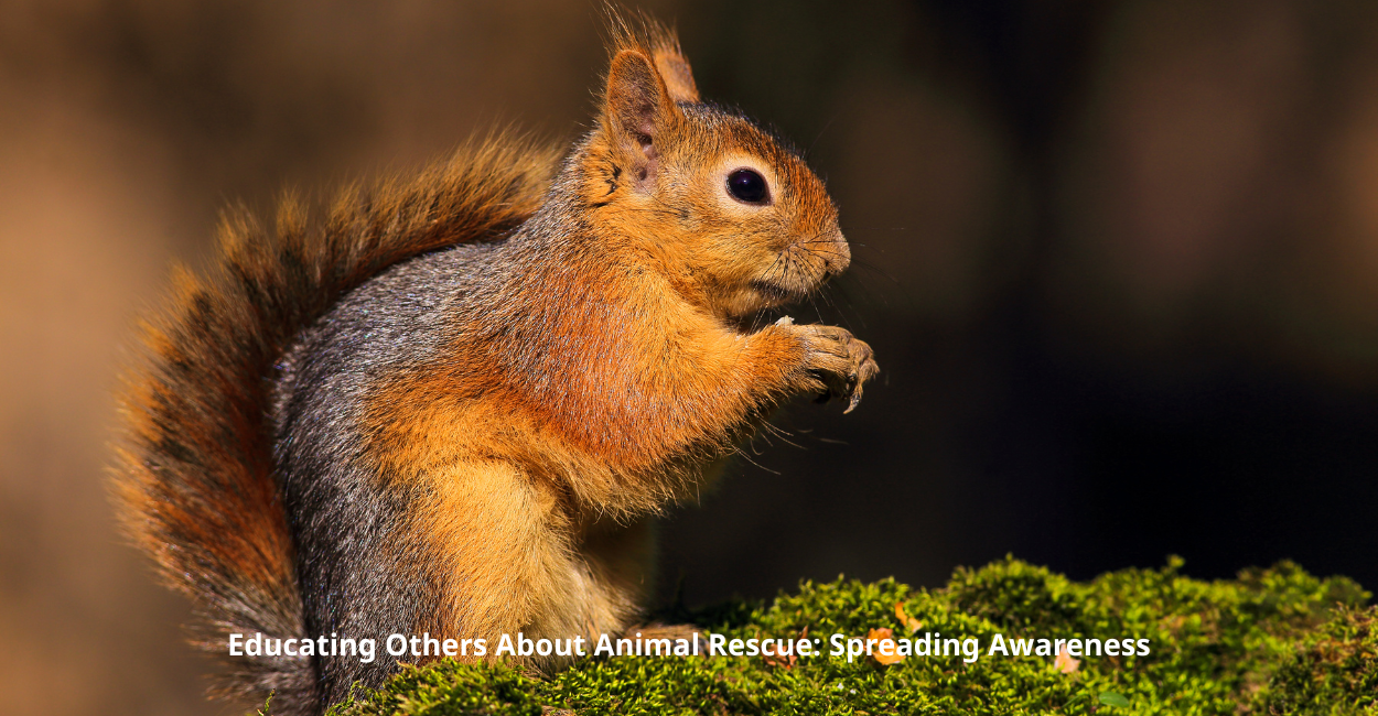 Educating Others About Animal Rescue: Spreading Awareness