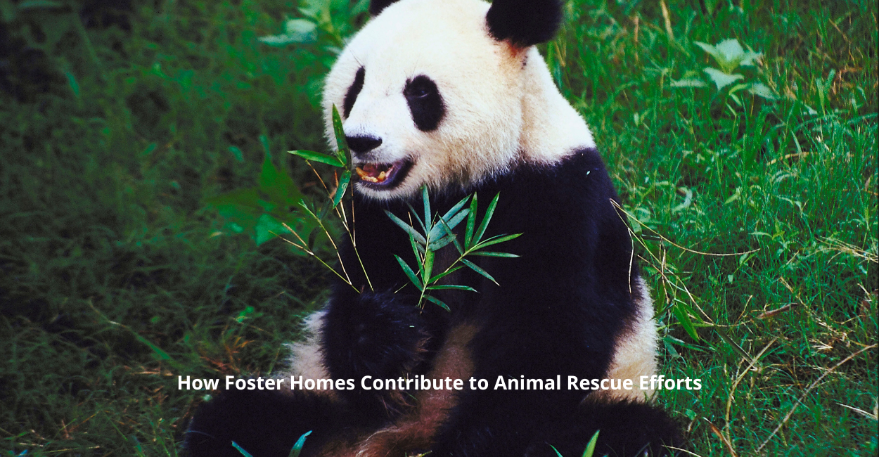 How Foster Homes Contribute to Animal Rescue Efforts