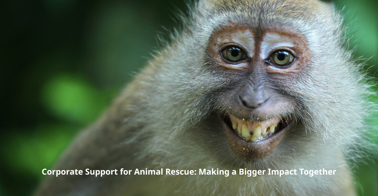 Corporate Support for Animal Rescue: Making a Bigger Impact Together