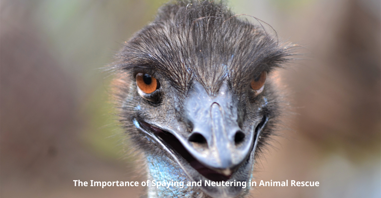 The Importance of Spaying and Neutering in Animal Rescue