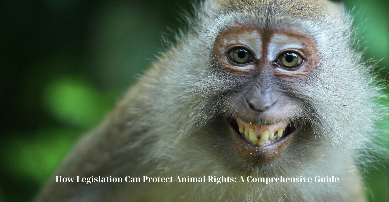 How Legislation Can Protect Animal Rights: A Comprehensive Guide